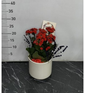 beyaz beton saksı da kalanchoe çiçeği
